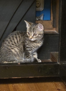 Junge getigerte Katze sitzt auf einer Treppenstufe.