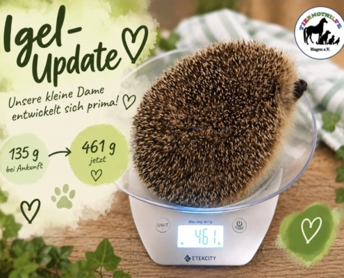 Igelmädchen der Tiernothilfe Hagen bei der Gewichtskontrolle auf einer Waage. Ihr Gewicht ist von 135 auf 461 Gramm gestiegen.