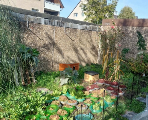 Geschützter, naturnah gestalteter Gemüsegarten der Igel-Pflegestelle mit grünen Pflanzen, Unterschlüpfen und Igelhäuschen, in dem das gerettete Igelmädchen auf den Winter vorbereitet wird.