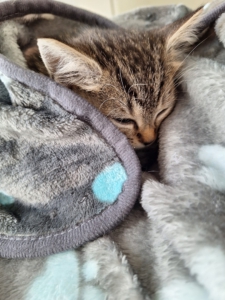 Unsere kleine Lilli