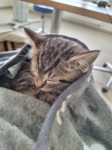 Lilli in der Tierklinik