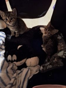 Lilli und Amelie – Update vom 26. Oktober 2026