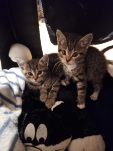 Unsere beiden kleinen Kämpferinnen Lilli und Amelie