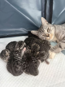 Katzenmama liegt schützend bei ihren sieben neugeborenen Kitten.