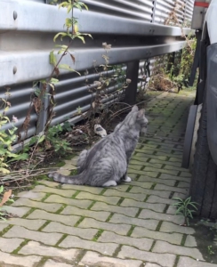 Getigerte Katze sitzt draußen auf einem gepflasterten Weg