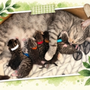 Katzenmama Lotta mit ihren sieben neugeborenen Kitten in ihrer Pflegestelle