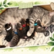 Katzenmama Lotta mit ihren sieben neugeborenen Kitten in ihrer Pflegestelle