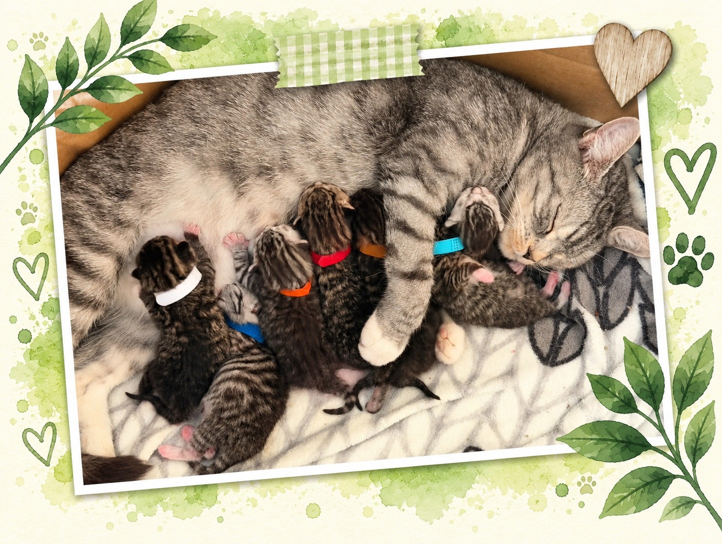 Katzenmama Lotta mit ihren sieben neugeborenen Kitten in ihrer Pflegestelle