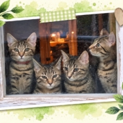 Vier junge getigerte Katzen schauen gemeinsam durch ein Fenster