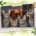 Vier junge getigerte Katzen schauen gemeinsam durch ein Fenster