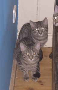 Zwei junge getigerte Katzen sitzen nebeneinander hinter dem Klavier.