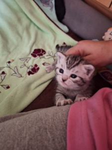 Junges getigertes Kitten sitzt auf dem Schoß und wird vorsichtig gehalten.