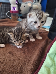 Zwei junge getigerte Kitten erkunden gemeinsam ihre Umgebung.