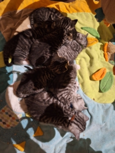 Lottas sieben Kitten kuscheln und spielen gemeinsam auf einer bunten Decke.