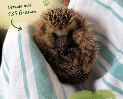 Gerettetes Igelbaby mit einem Aufnahmegewicht von nur 135 Gramm liegt zusammengerollt in einem weichen Handtuch.