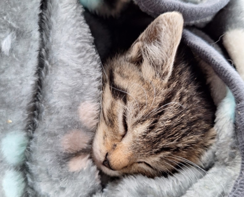 kleine Lilli
