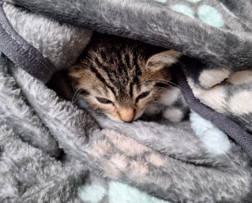 kleine Lilli
